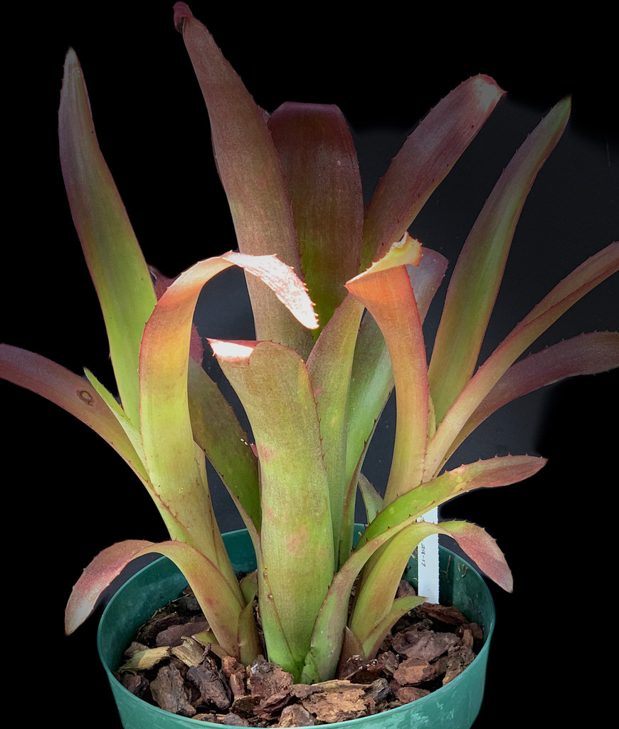 Billbergia elegans