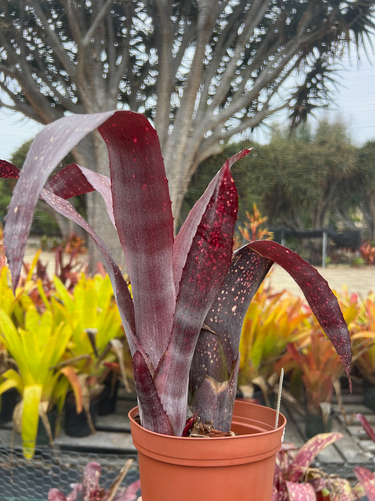 Billbergia 'Mamie B'