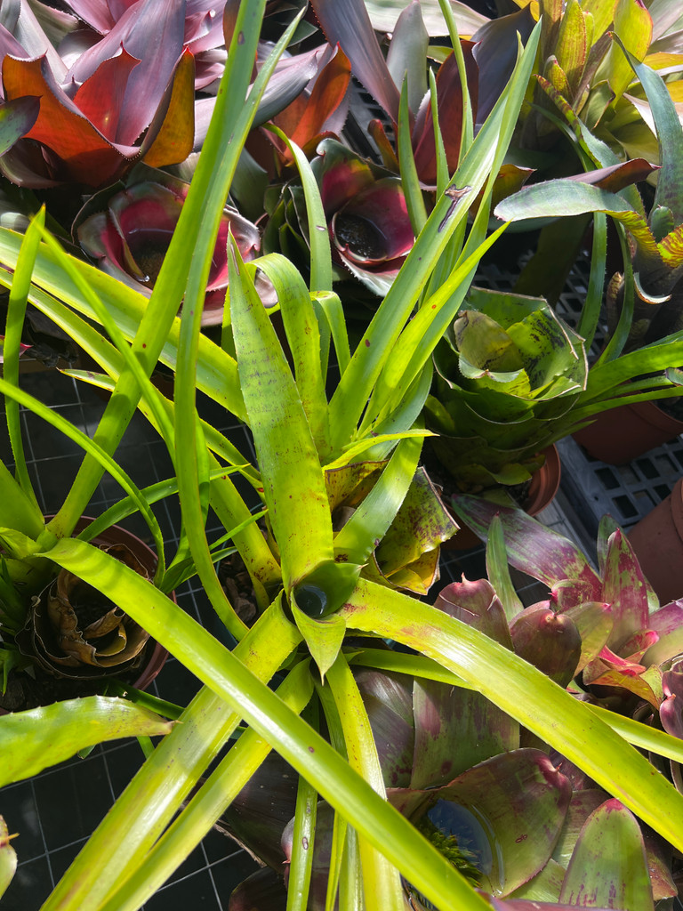 Neoregelia Golden  Chalice