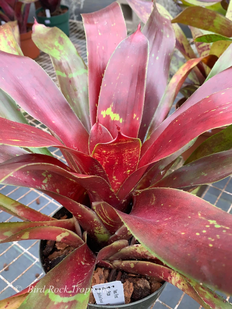 Neoregelia First Prize