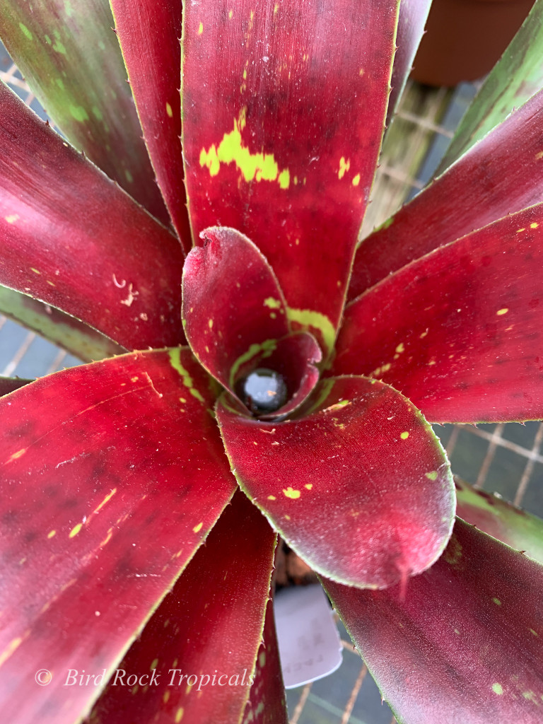 Neoregelia First Prize