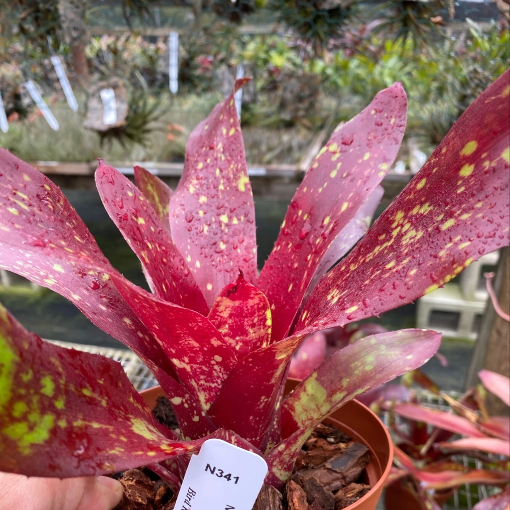 Neoregelia First Prize