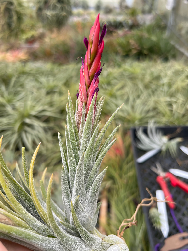 Tillandsia Arden's Little Thunder (T. pueblensis x ionantha)