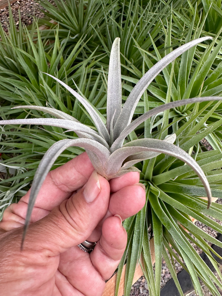 Tillandsia pseudomicans