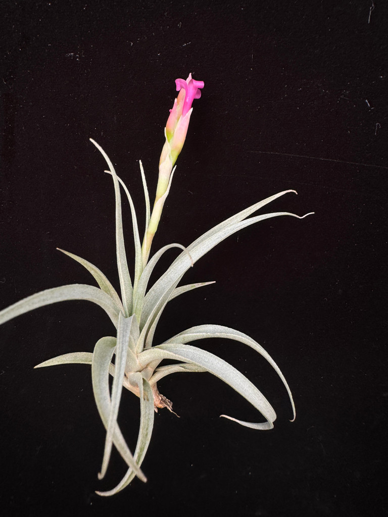 Tillandsia pseudomicans