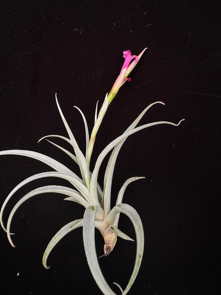 Tillandsia pseudomicans