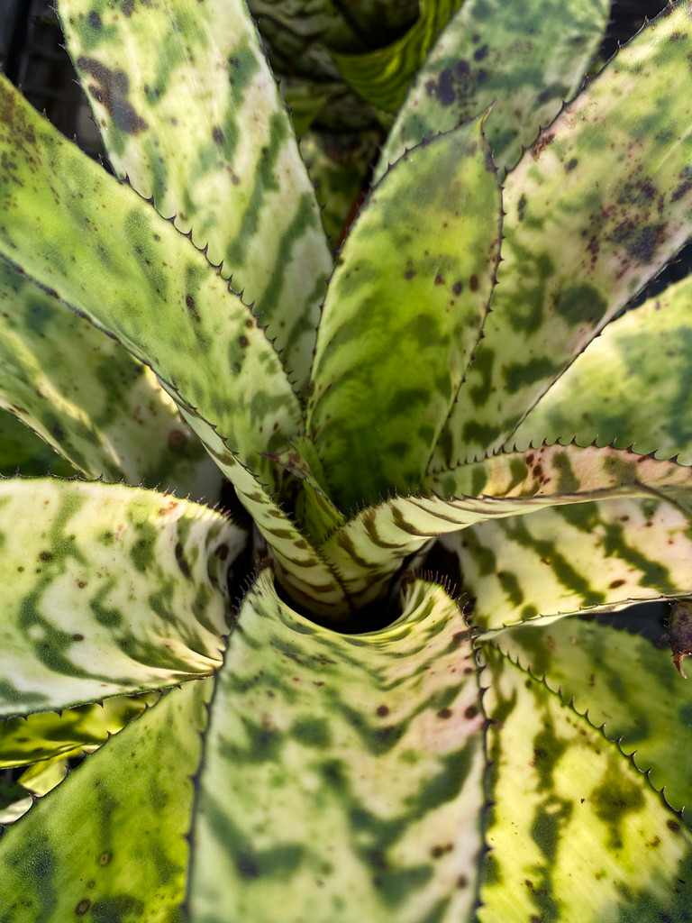 Aechmea orlandiana cv. 'Snowflake'