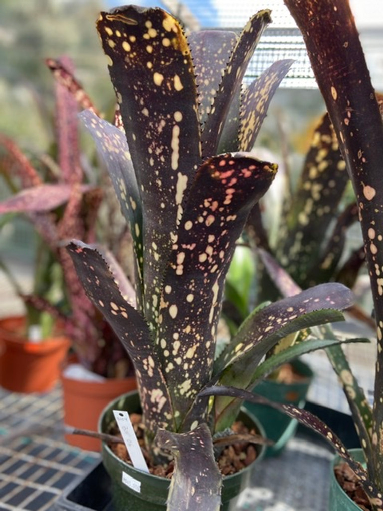 Billbergia Ole