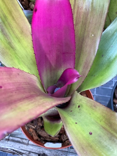 Neoregelia Big Pink - Bird Rock Tropicals