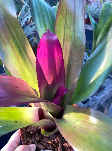 Neoregelia Big Pink - Bird Rock Tropicals