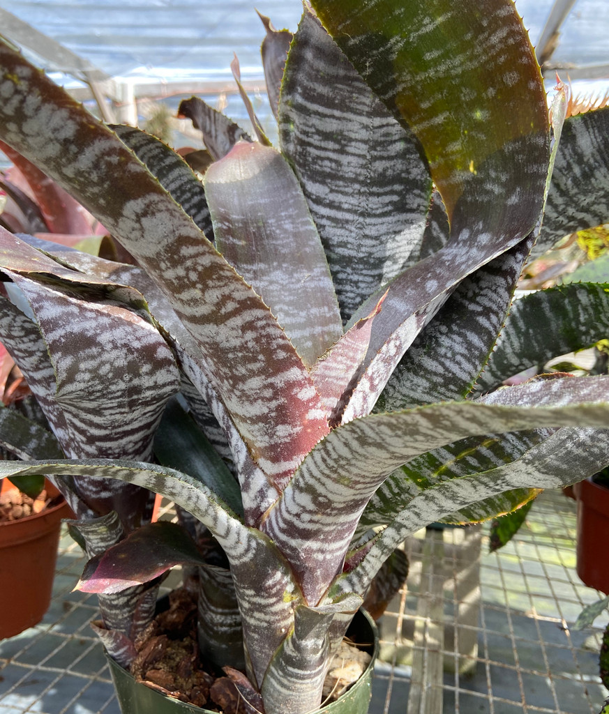 Aechmea fasciata v. purpurea (Dark Clone)