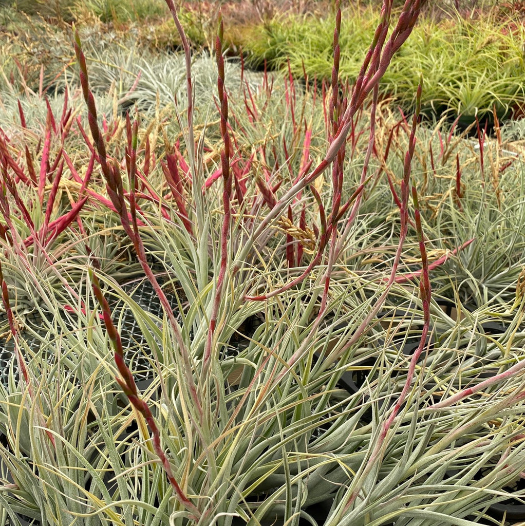 Tillandsia albida x intermedia