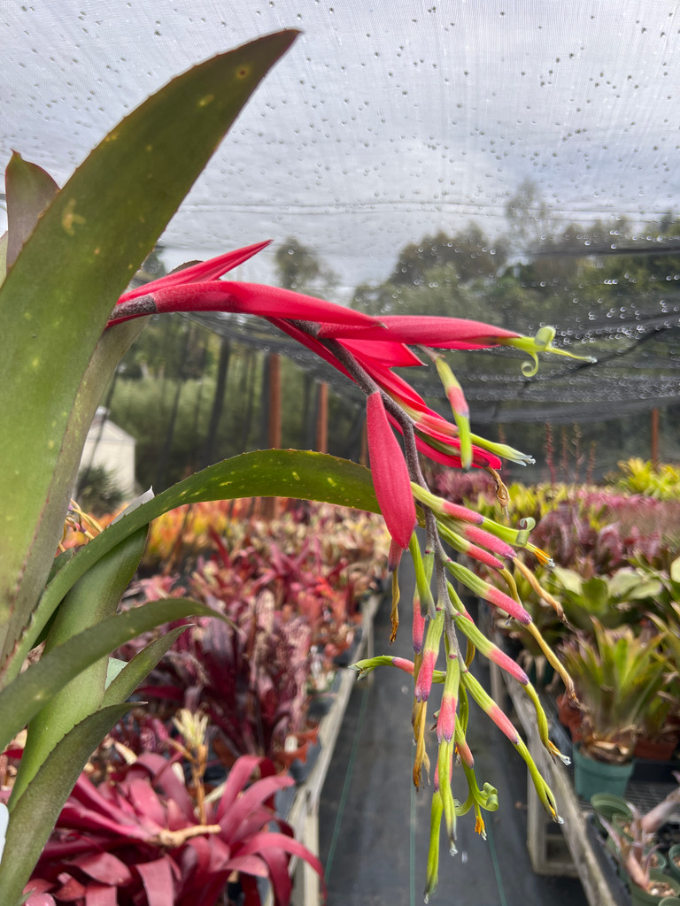 Billbergia Esther