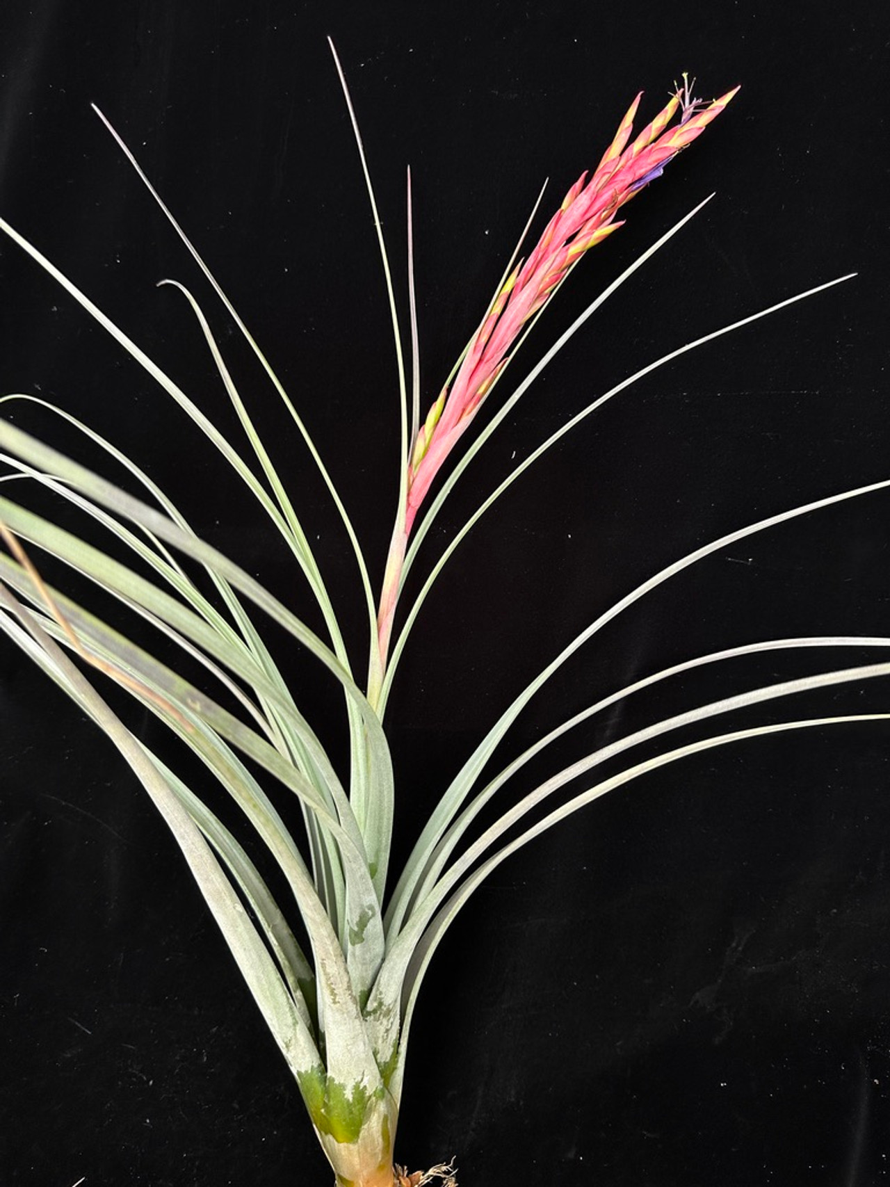 Tillandsia 'Florida' - Bird Rock Tropicals