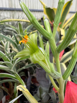 Billbergia amoena v. stolenifera, albomarginated