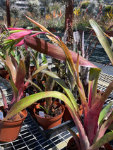 Billbergia Lambada Billbergia Lambada