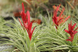 Tillandsia Mizuki (T. flagellata x fasciculata)