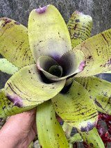 Neoregelia concentrica (purple center)