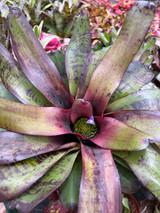 Neoregelia Crystal Jackson