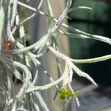 Tillandsia usneoides, 'Kinda Curly'