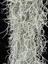 Tillandsia usneoides, 'Kinda Curly'