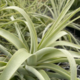 Tillandsia straminea  'Dark Purple'