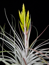Tillandsia fasciculata aff.  'Paulo'