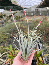 Tillandsia koehresiana 