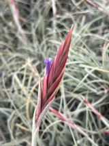 Tillandsia koehresiana 