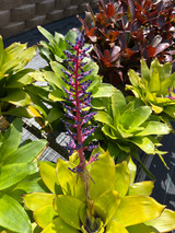 Aechmea Del Mar