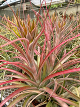 Tillandsia Peach Melba (T. fasciculata x capitata 'Rubra')