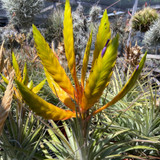 Tillandsia fasciculata ‘Mitla’