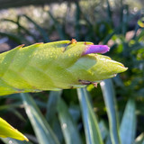 Tillandsia laejensis