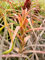 Tillandsia capitata 'Naranja' - Bird Rock Tropicals