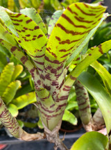 Neoregelia Polly Hall