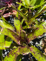 Neoregelia Caviar