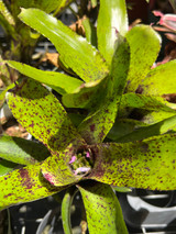 Neoregelia Caviar