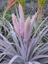 Tillandsia Nellie Rose - (T. jalisco-monticola x capitata 'Rubra