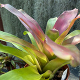 Neoregelia Cranberry 