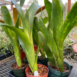 Aechmea nudicaulis v. aequalis 'Big John' Aechmea nudicaulis v. aequalis 'Big John'