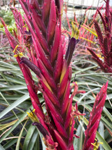 Tillandsia karineae