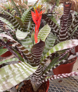 Aechmea chantinii 'Black' (Skotak)