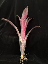 Billbergia El Zorro