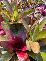 Neoregelia carolinae cv. rosea lineata x concentrica