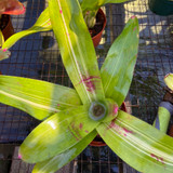 Neoregelia johannis 'De Rolf' Neoregelia johannis 'De Rolf'