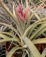 Tillandsia Tropical Fire - Bird Rock Tropicals