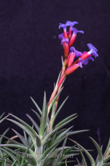 Tillandsia jonesii