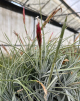 Tillandsia lorentziana (green form)