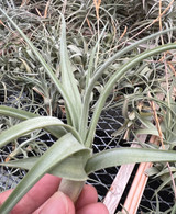 Tillandsia lorentziana (green form)