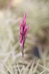 Tillandsia purpurea 'Shooting Star Select'